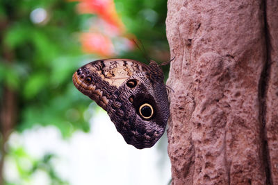Close-up of butterfly on tree trunk
