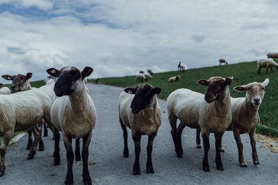 Flock of sheep on footpath and grass against sky