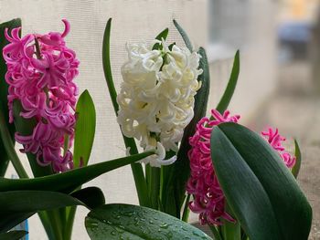 Close-up of pink flowering plant