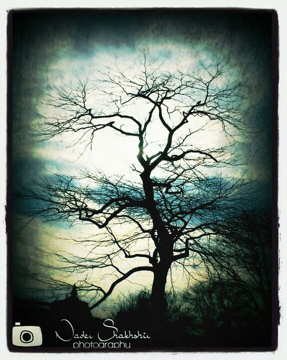 transfer print, bare tree, auto post production filter, tree, branch, silhouette, sky, tranquility, nature, tranquil scene, tree trunk, beauty in nature, scenics, low angle view, dusk, outdoors, sunset, cloud - sky, no people, day