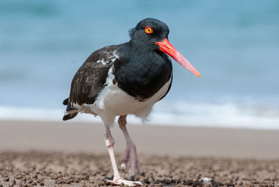 Close-up of black oystercatcher perching at beach