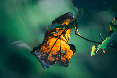 Close-up of leaf