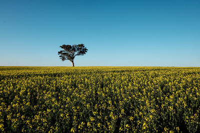 Scenic view of oilseed rape field against clear sky