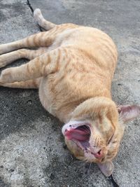 Close-up of a cat lying on footpath