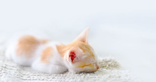 Close-up of a cat over white background