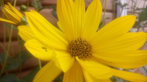 Close-up of yellow flower blooming outdoors