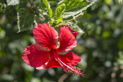 Close-up of red flower blooming outdoors