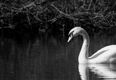 Swan swimming in lake