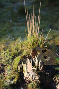 High angle view of plant growing on field