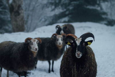 Close-up of cows on field during winter