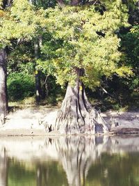 Reflection of trees in lake