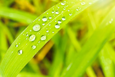 Close-up of raindrops on green leaves during rainy season