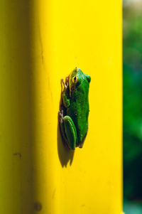 Close-up of frog on yellow leaf