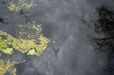 Reflection of trees in water