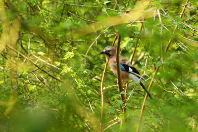 Bird perching on tree