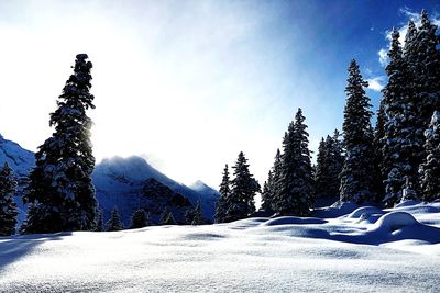 Frozen trees on snow covered landscape