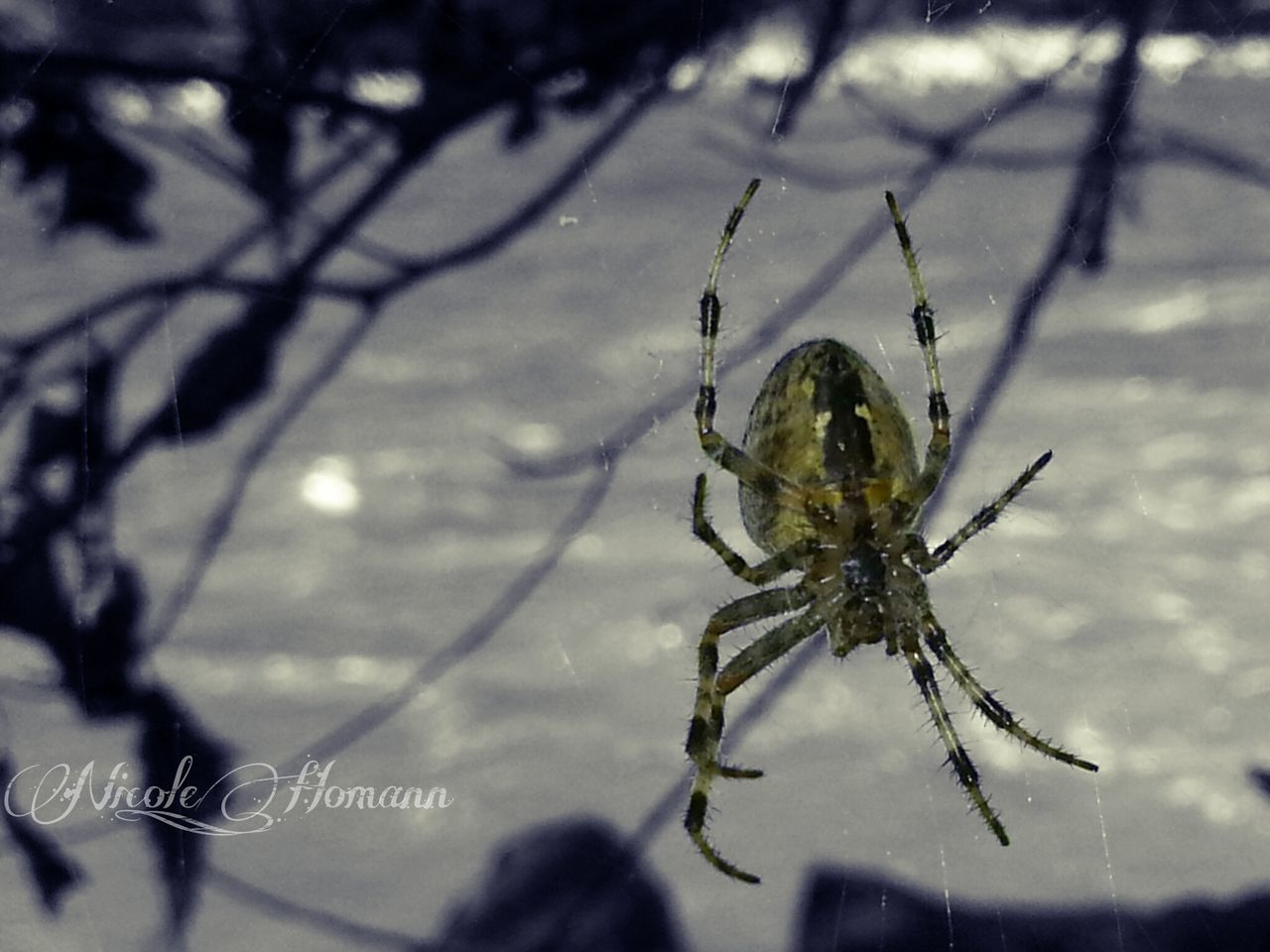 animal themes, animals in the wild, insect, one animal, wildlife, spider, focus on foreground, spider web, close-up, selective focus, day, outdoors, nature, no people, silhouette, auto post production filter, two animals, full length, glass - material