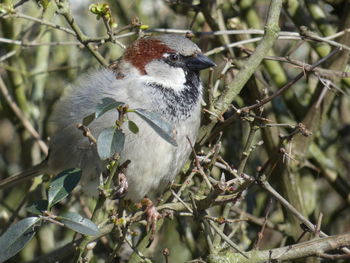 Close-up of bird perching on branch