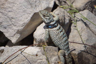 Close-up of lizard on rock