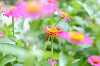 flowering plant