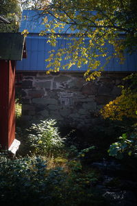 Trees by old building