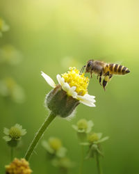 Close-up of honey bee buzzing on flower