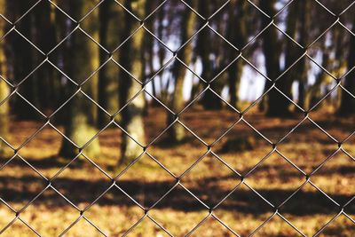 Full frame shot of chainlink fence against trees in forest
