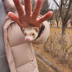 Cropped hand of woman with dog