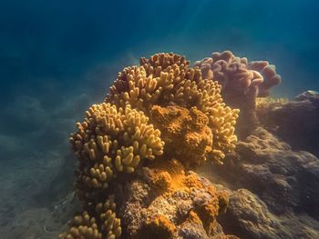 Close-up of coral swimming in sea