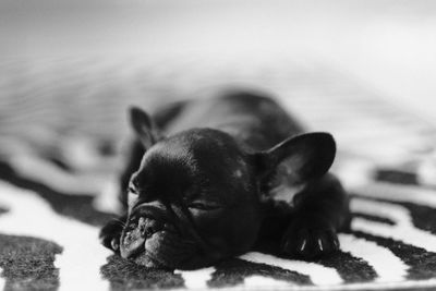 Portrait of sleepy french bulldog