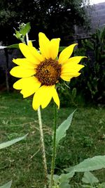 Close-up of yellow flower blooming in field