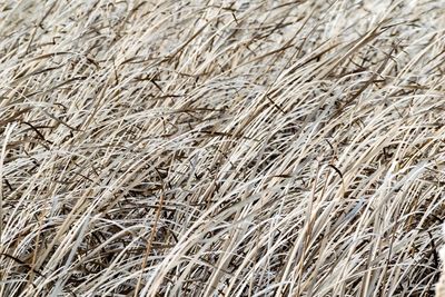 Full frame shot of wheat field