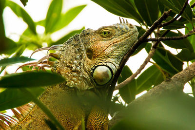 Close-up of a lizard on tree