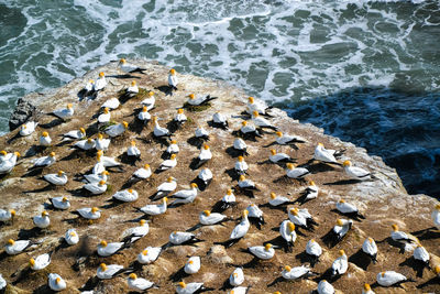 High angle view of birds on beach