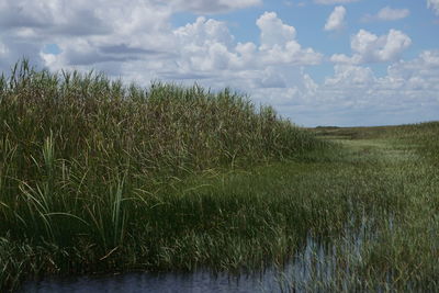 Crops growing on field against sky