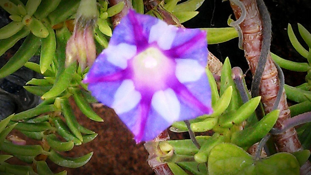 Flower gardening