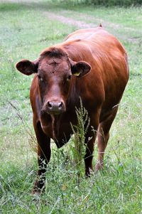 Portrait of cow on field