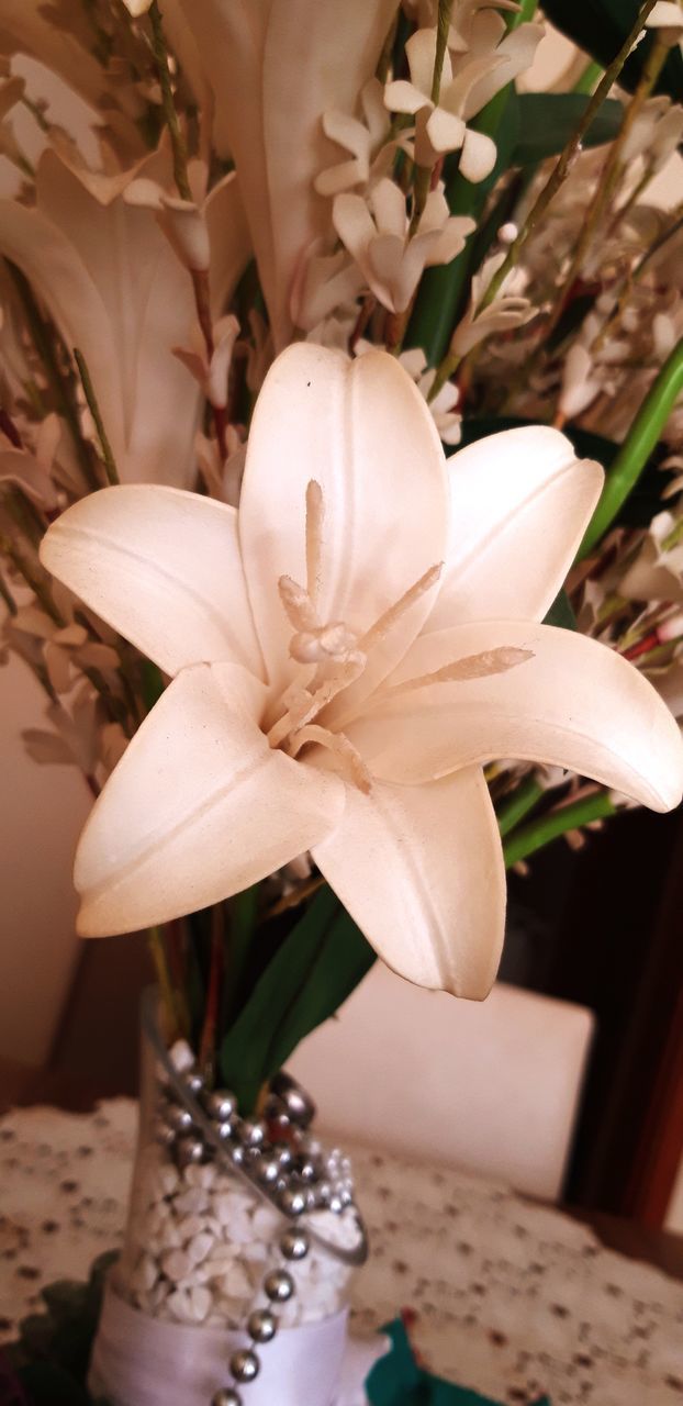 CLOSE-UP OF WHITE ROSE