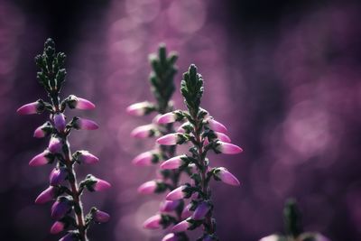 Close-up of pink flowering plant