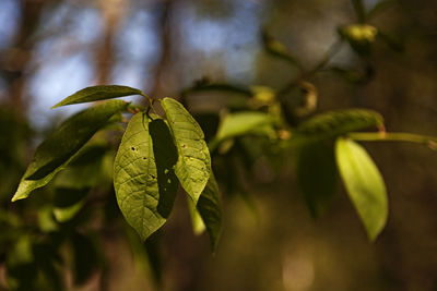 Close-up of fresh green leaves