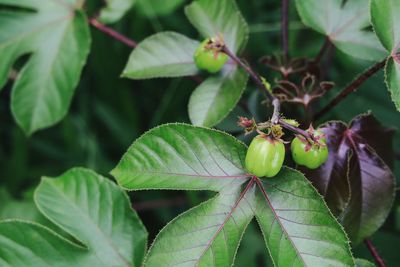 Close-up of fruits growing on plant