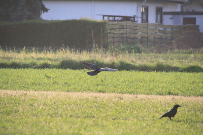 Bird flying over a field