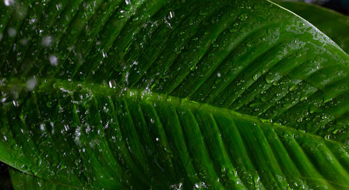 Full frame shot of wet leaves on rainy day