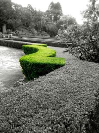Scenic view of trees by river
