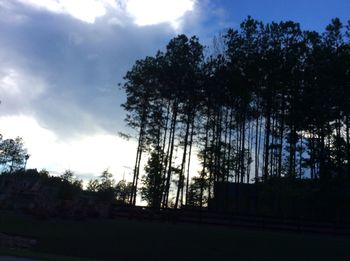 Low angle view of trees against sky