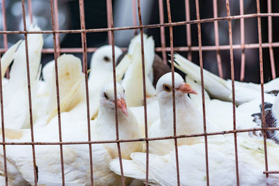 Close-up of birds in cage