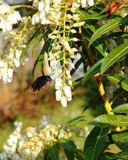 Close-up of bee pollinating flower