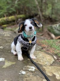 Portrait of dog sitting outdoors