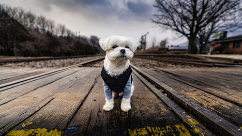 Portrait of dog on railroad track