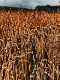 Close-up of stalks in field